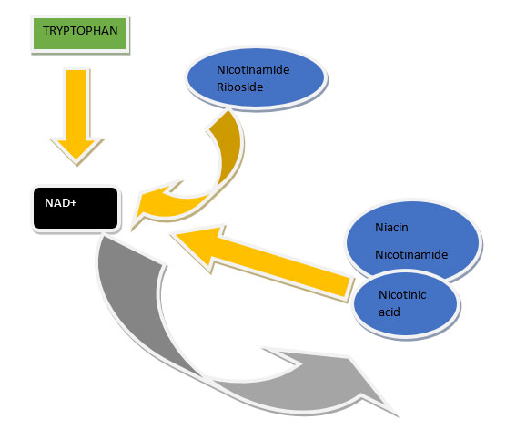 NAD figure 1