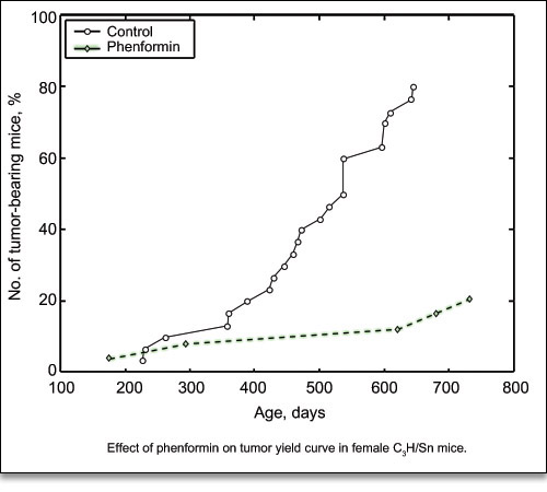 Effect of Metformin-analog Phenformin