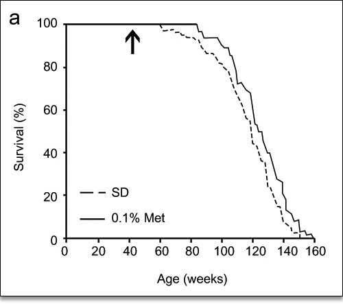 Supplementation with 0.1% Metformin