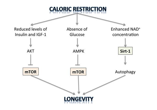 SIRT1, AMPK and mTOR elements