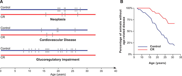 A comparison of control animals (in blue) and calorie restricted animals (in red)