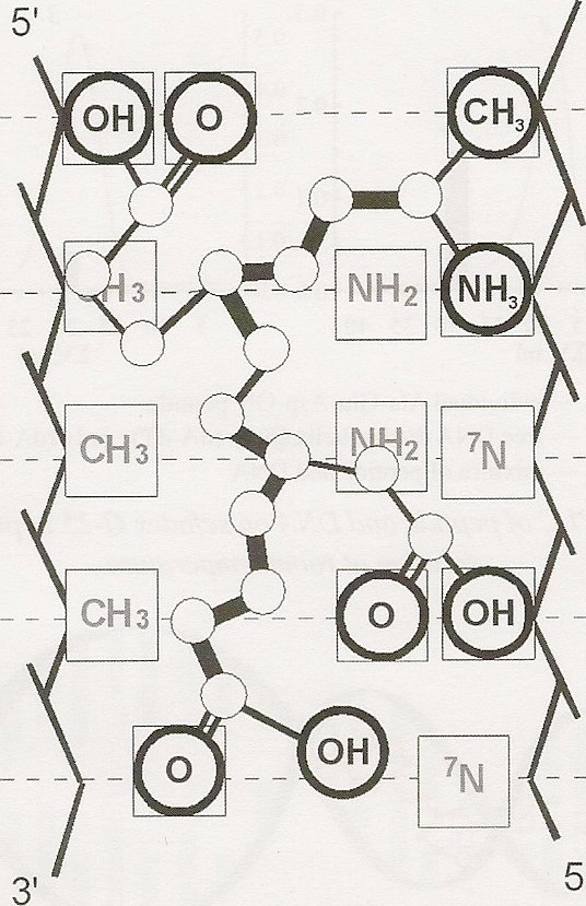 Figure Two: (Right) the complimentary interaction of a Peptide Bioregulator onto this same DNA double helix