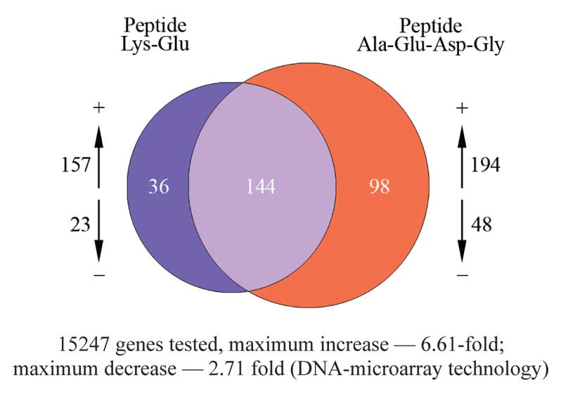 Peptide effect on gene expression