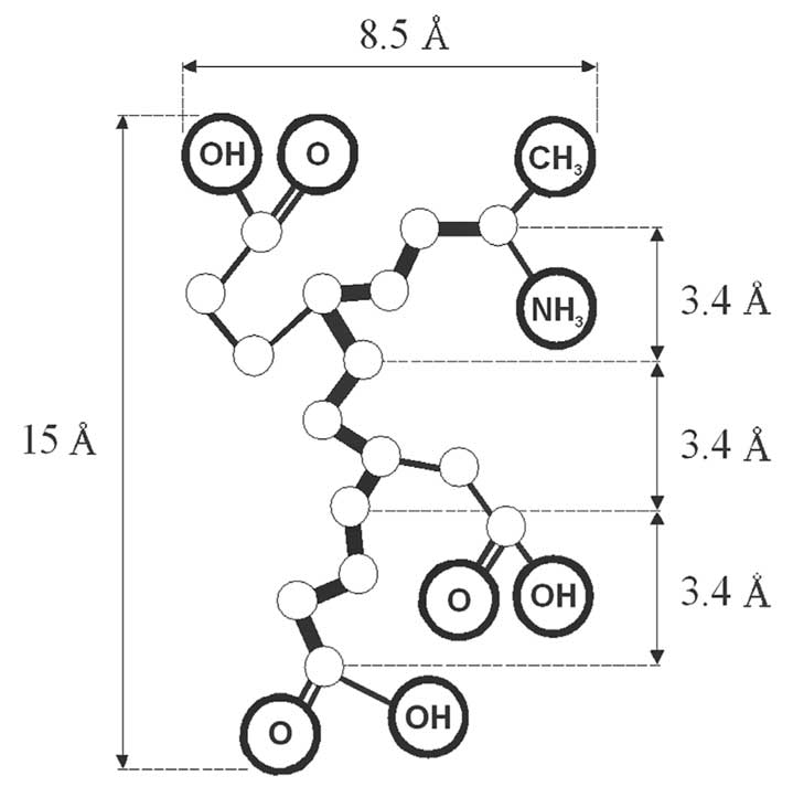 Unfolded peptide Ala-Glu-Asp-Gly