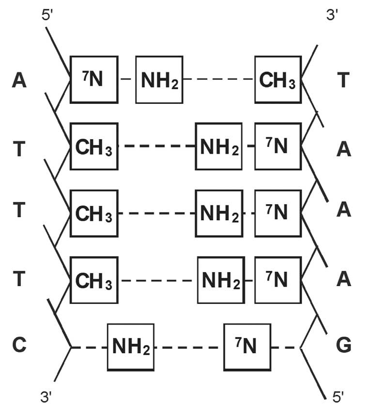 Sequence of nucleotide pairs