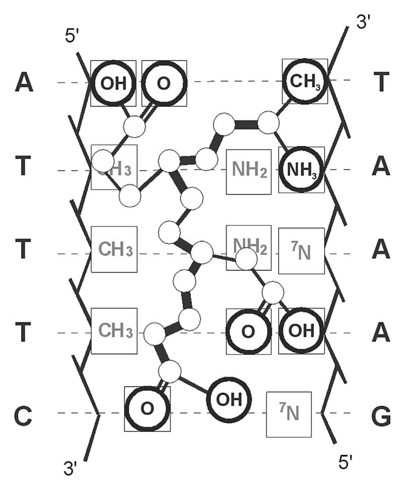 Scheme of complementary interaction of tetrapeptide Ala-Glu-Asp-Gly with DNA double helix