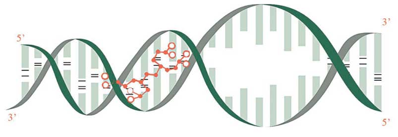 (Ala-Glu-Asp-Gly) binding in DNA double helix