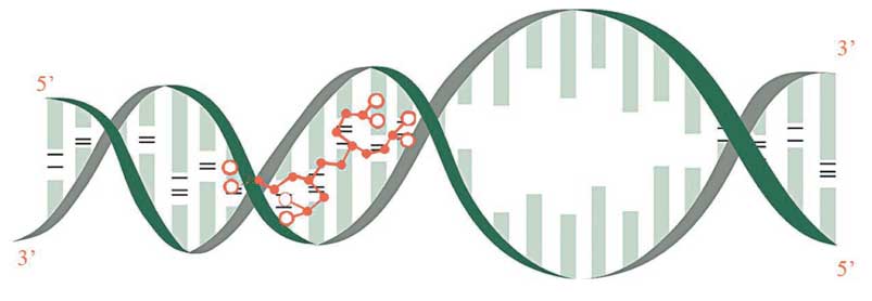 The scheme of local separation of strands