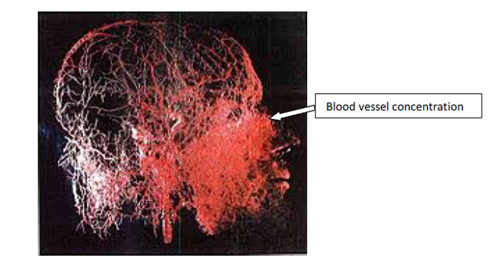 Figure 2: The nasal cavity is rich in vasculature