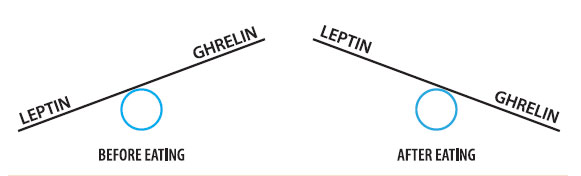 Figure 3: ghrelin and leptin