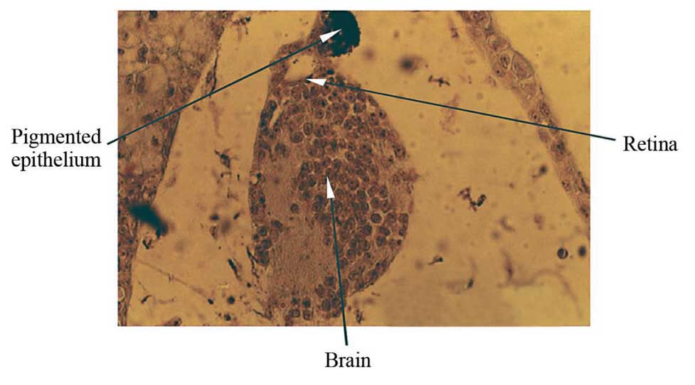 Induction effect of retinal peptides