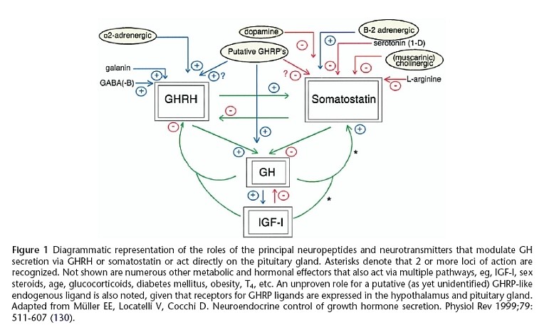 Stimulatory and inhibitory roles of neuropeptides and neurotransmitters 