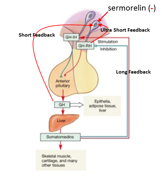 Long feedback involves the somatomedins (IGF-1 et al.) having negative and positive feedback on GHRH and SRIF, respectively. 