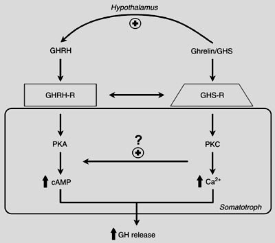 Separate somatotroph receptors for GHRH/sermorelin and ghrelin/GHRP underlie their synergy. 