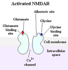 The NMDA receptor: a type of glutamate receptor that participates in excitatory neurotransmission has some influence over GHRH and SRIF.