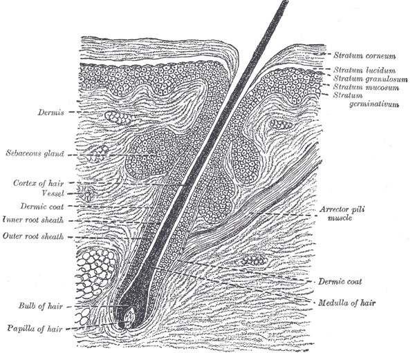 hair folicle