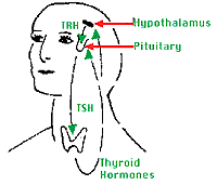 How the hypothalamus impacts other bodily functions