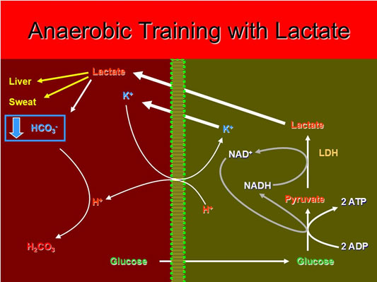 How lactic acid accumulates under the influence anaerobic training
