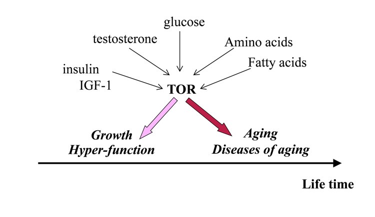 The relationship between testosterone, other compounds and mTOR with regards to aging vs healthy growth.