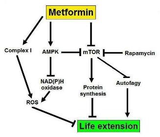 : A possible mechanism for the life extending effects of metformin, involving mTOR.