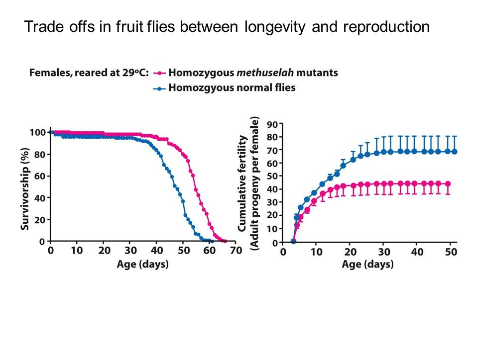 A study of longevity and reproduction in flies: Flies in the red group live longer than those in the blue group (left graph), and also have less offspring (right graph). 