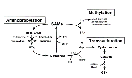 The relationship between methionine, SAMe, ATP (adenosine tri-phosphate), and methylation. 