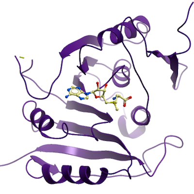 Human methyltransferase, (the enzyme that catalyses the transfer of methyl groups), in complex with SAMe. 