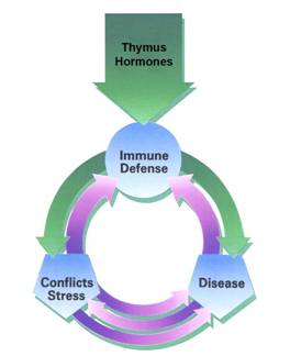 thymus hormones