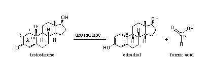Testosterone and Estradiol