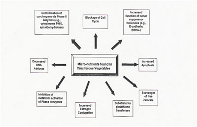 Micro-nutrients found in cruciferous vegetables